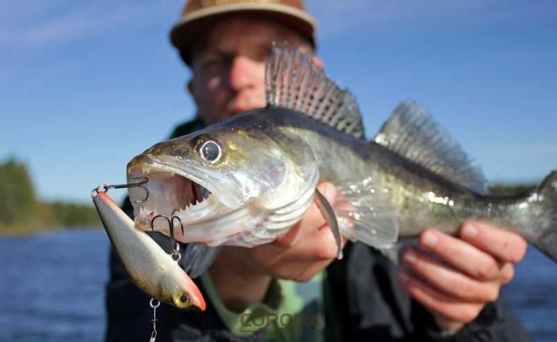 sandacz z opaski na woblera